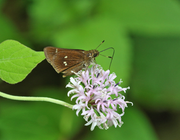 Twin-spot Skipper